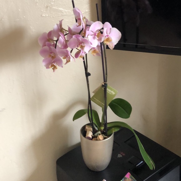 Meet your Posher, Gi - Picture 2 of 8